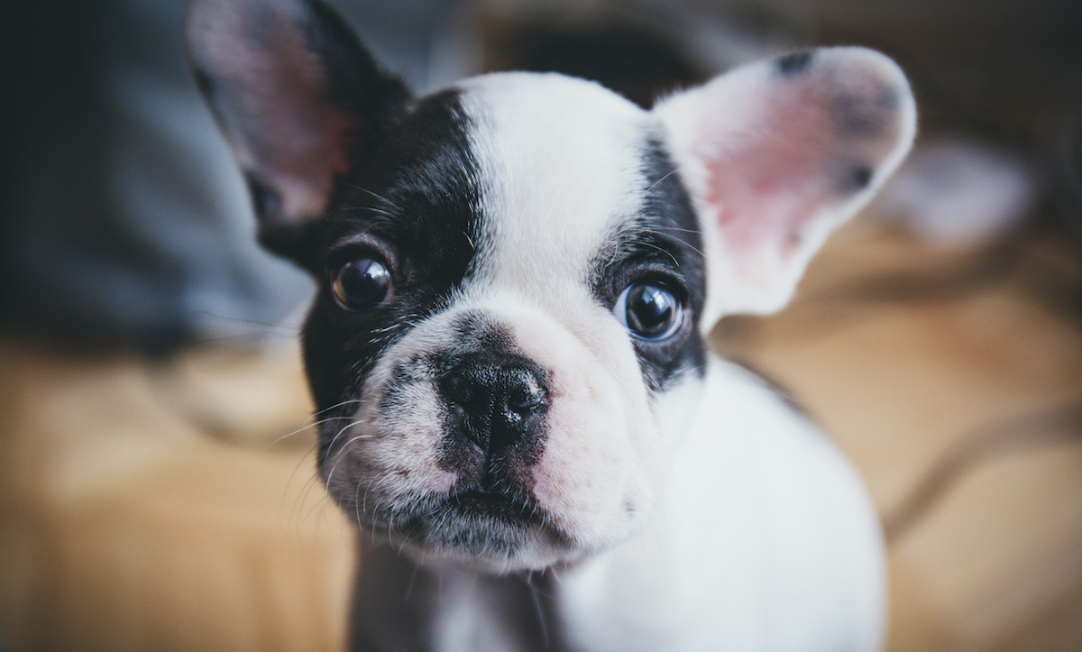 adorable-fur-baby